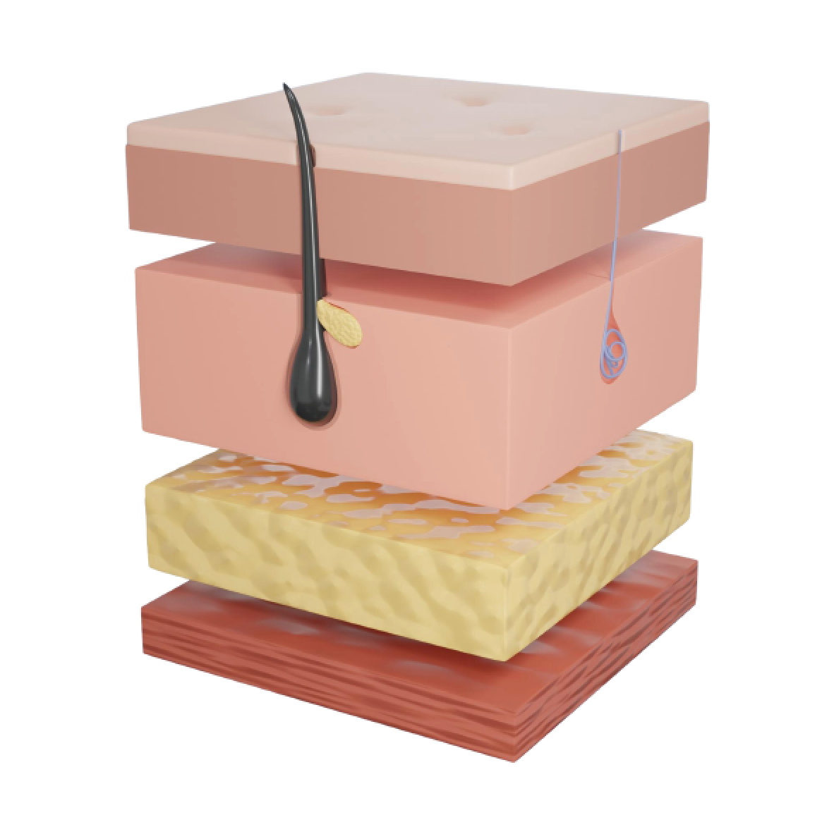 Hair Layer Diagram