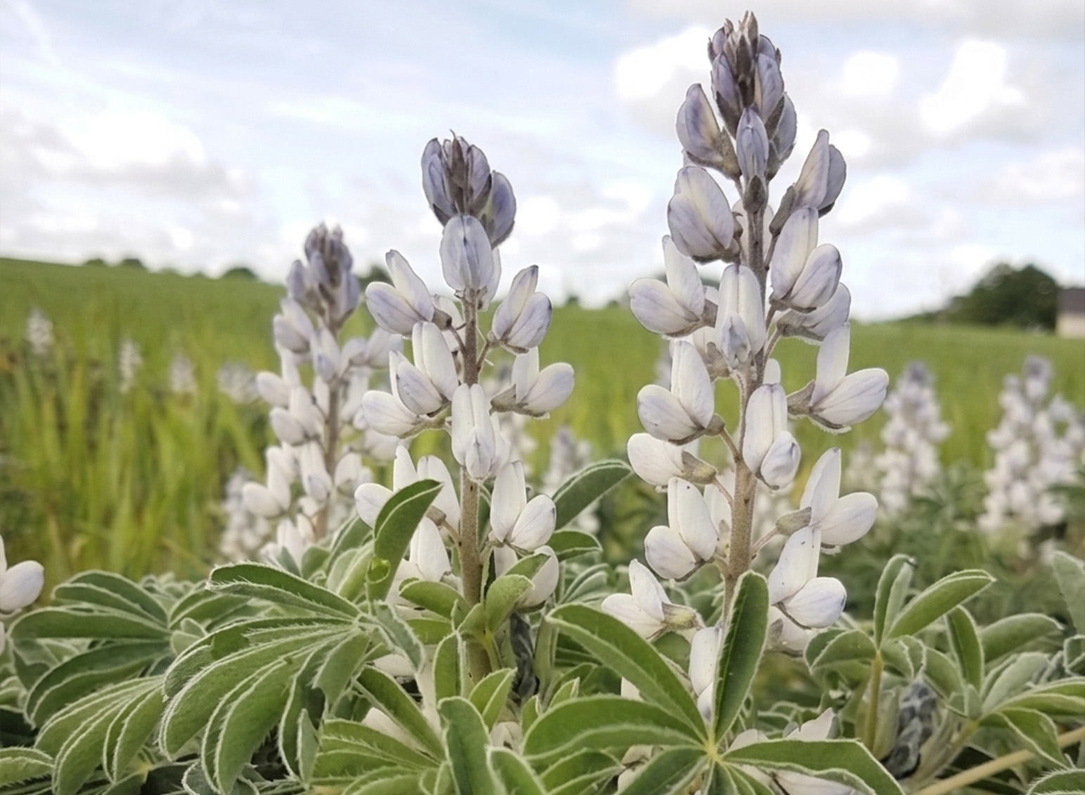 Hydrolyzed Lupine Protein
